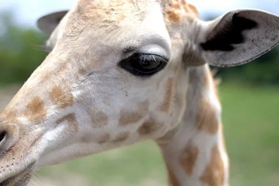 Baby Giraffe - shot w a Canon 50mm lens