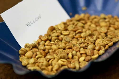 seattles-best-coffee-yellow-beans