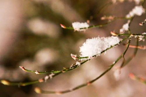 Wordless Wednesday — Spring Snow