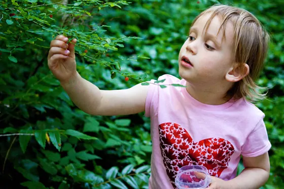 huckleberry-picking