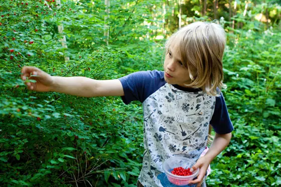 huckleberry-picking