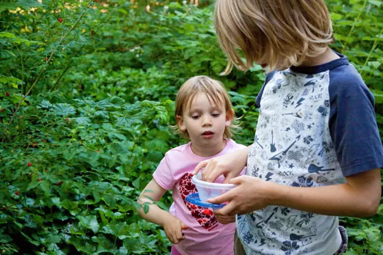 huckleberry-picking