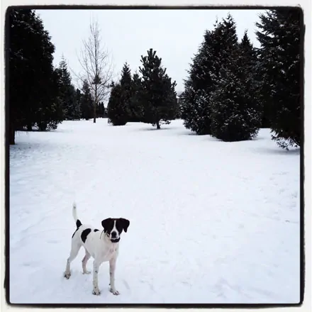 worldess-wednesday dog in snow