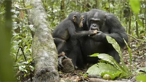 Disneynature’s CHIMPANZEE – Behind the Making of the Movie