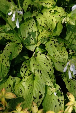 Pest-damage-to-hosta