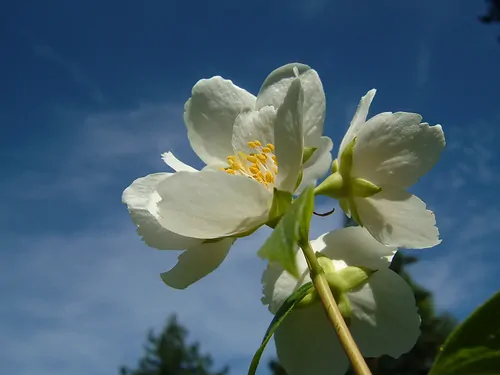 jasmine flower