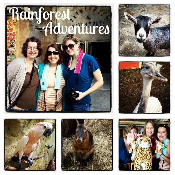 Rainforest Adventures TN