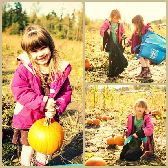 Wordless Wednesday - Pumpkin Patch