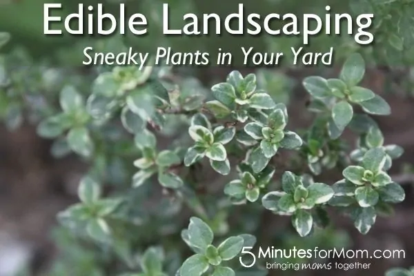 Edible Landscaping Plants You Can Use to Grow Food Beautifully