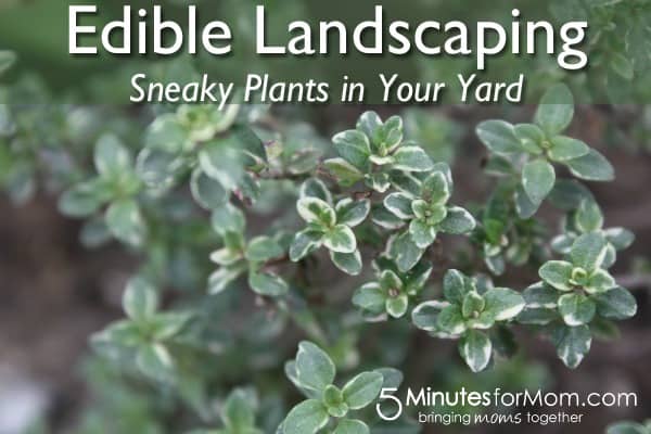 Edible Landscaping Plants You Can Use to Grow Food 