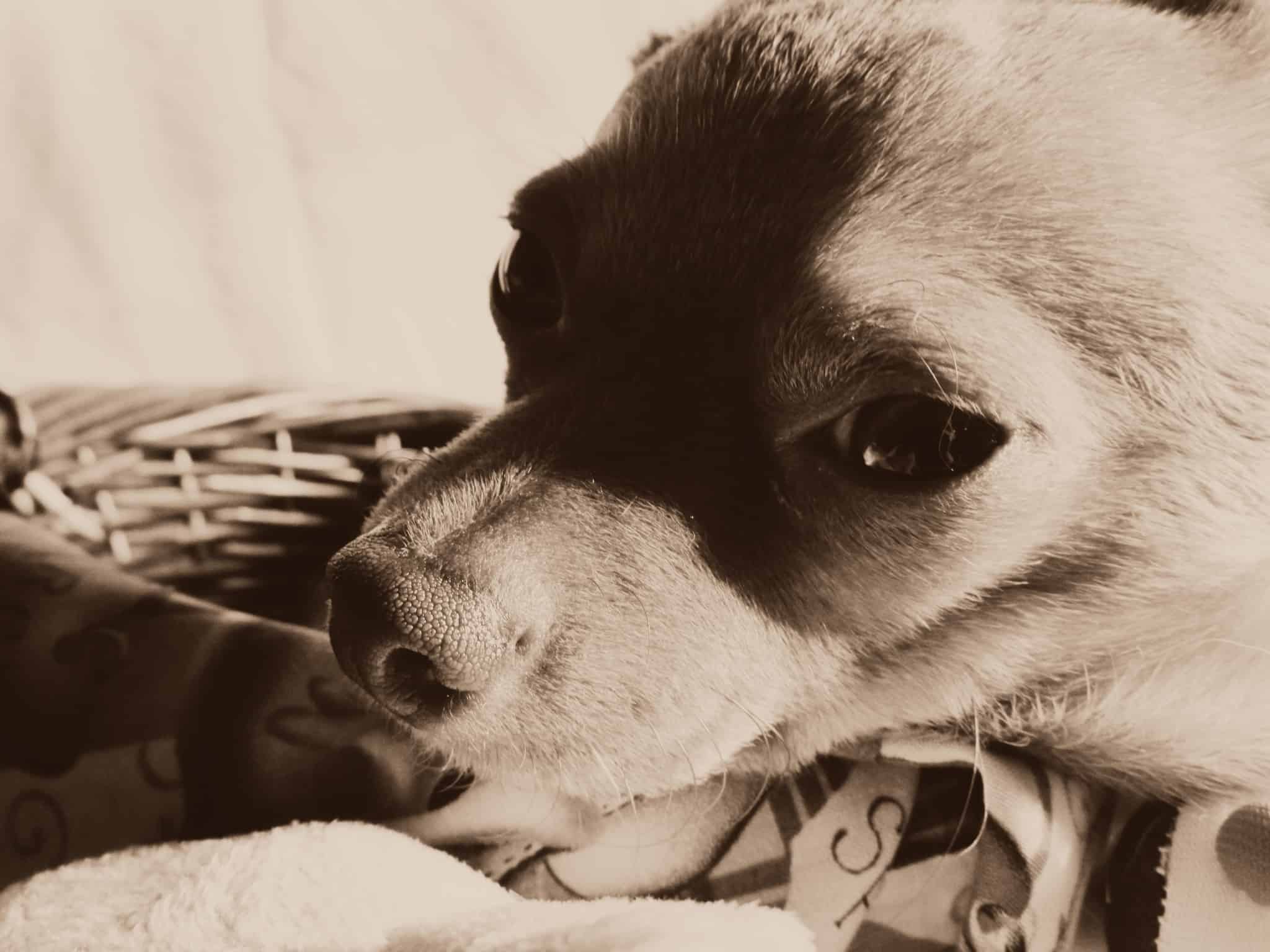 Where Do Your Pets Stay When You Travel? 5 Minutes for Mom