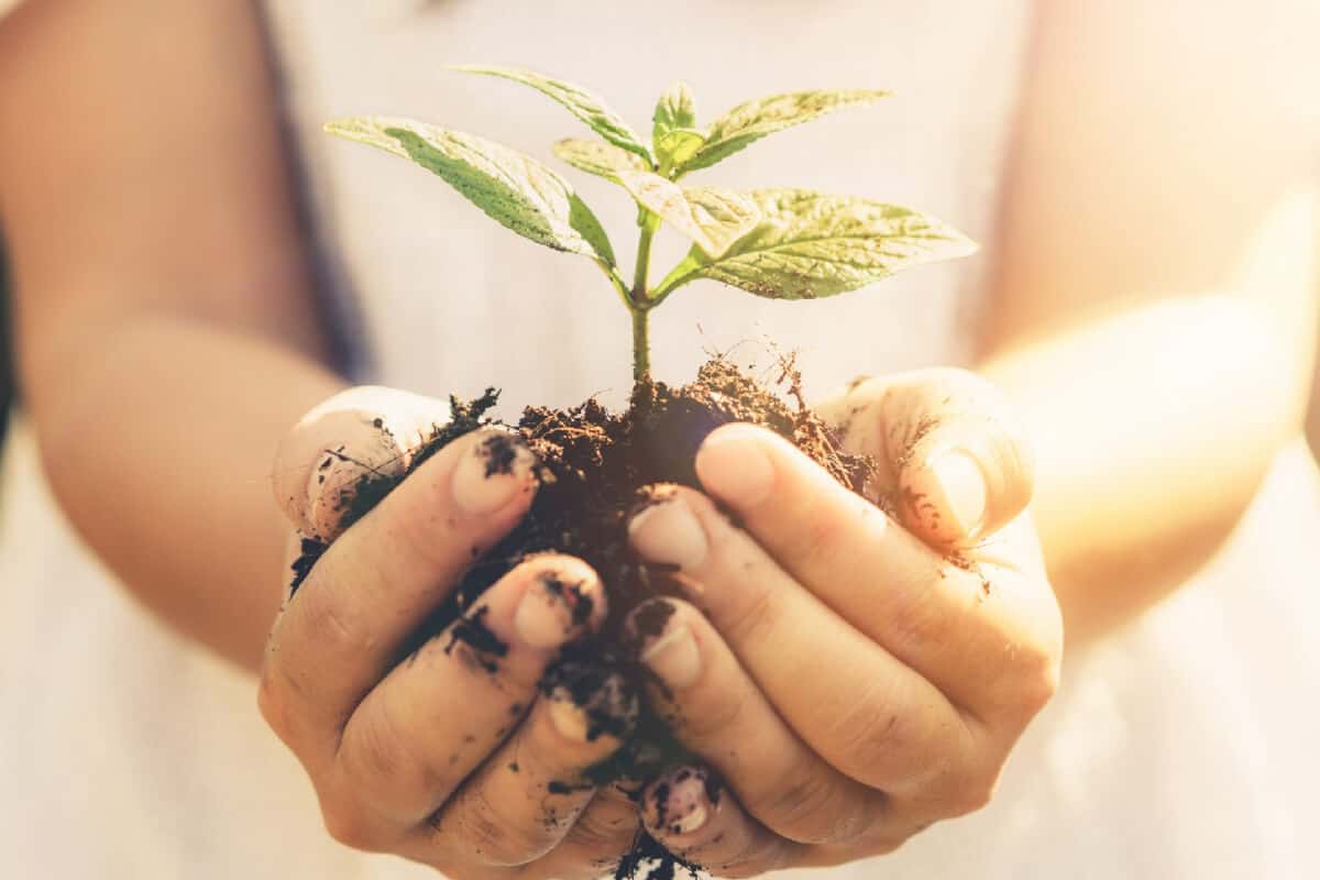 Earth Day - Planting seedlings