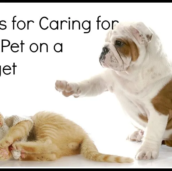 Tackling Pet Care