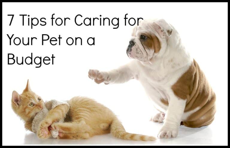 Tackling Pet Care