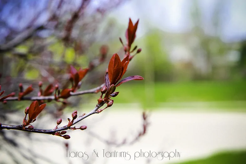 red flower buds starting to bloom on a tree branch