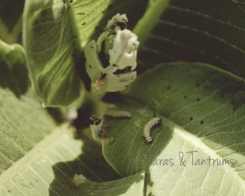 monarch caterpillar