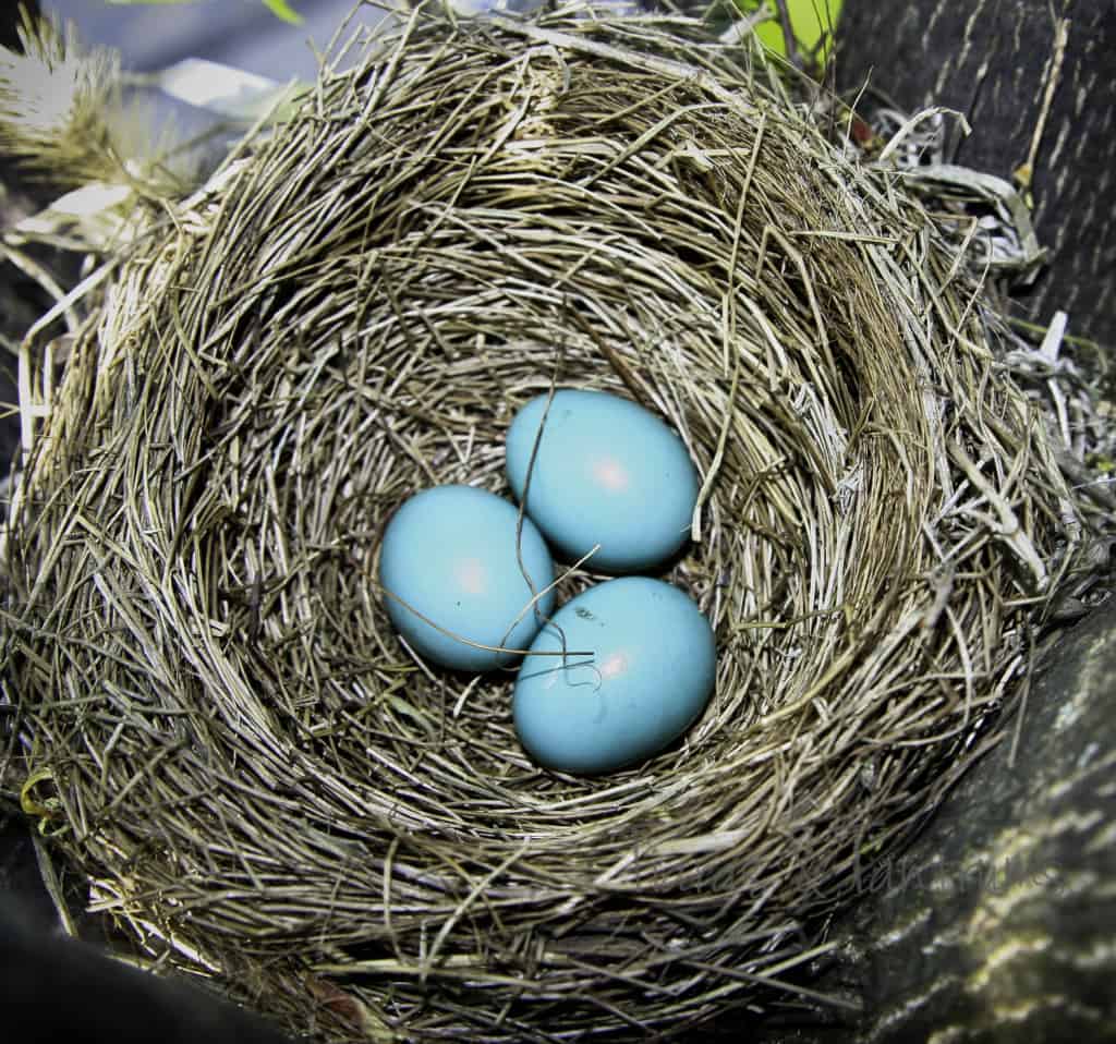 three robin eggs in a nest