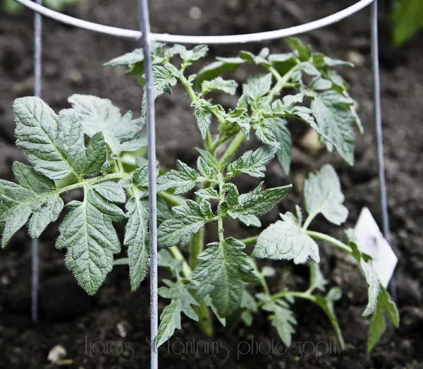 Tips for Planting A Summer Garden and a Recipe for Roasted Beet and Kale Salad