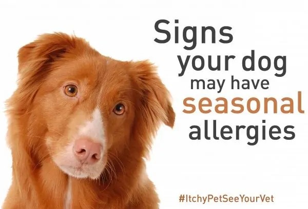 3 Signs Your Dog May Have Seasonal Allergies #ad #itchypetseeyourvet