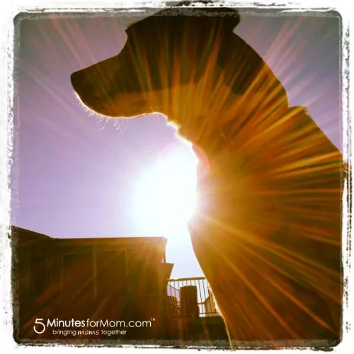 Yoga Watch Dog