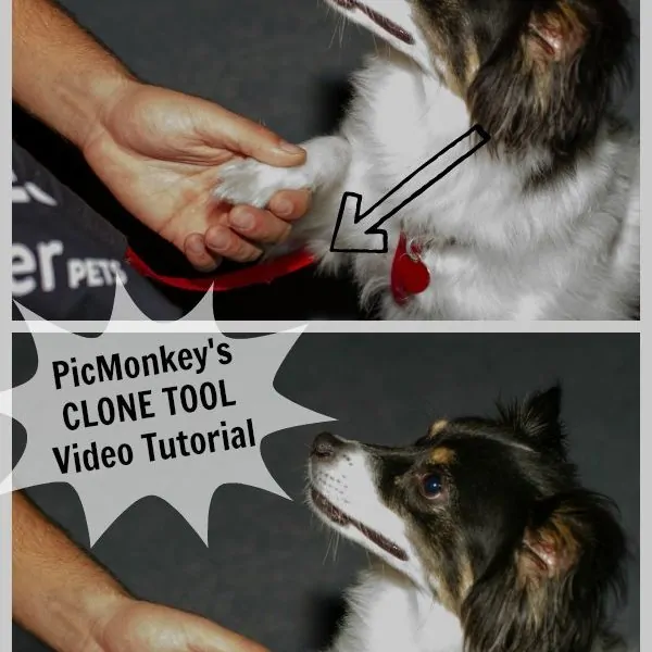 PicMonkey Tutorial — Master the Clone Tool and Make Stuff Disappear….