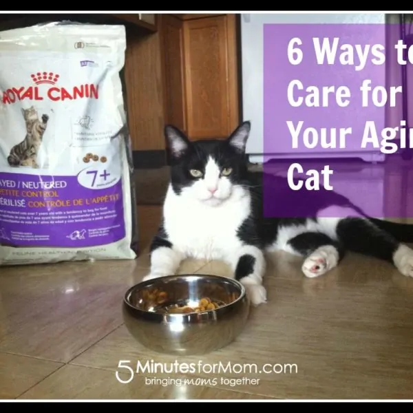 6 Ways to Care for Your Aging Cat #catsaginggracefully #cats #ad