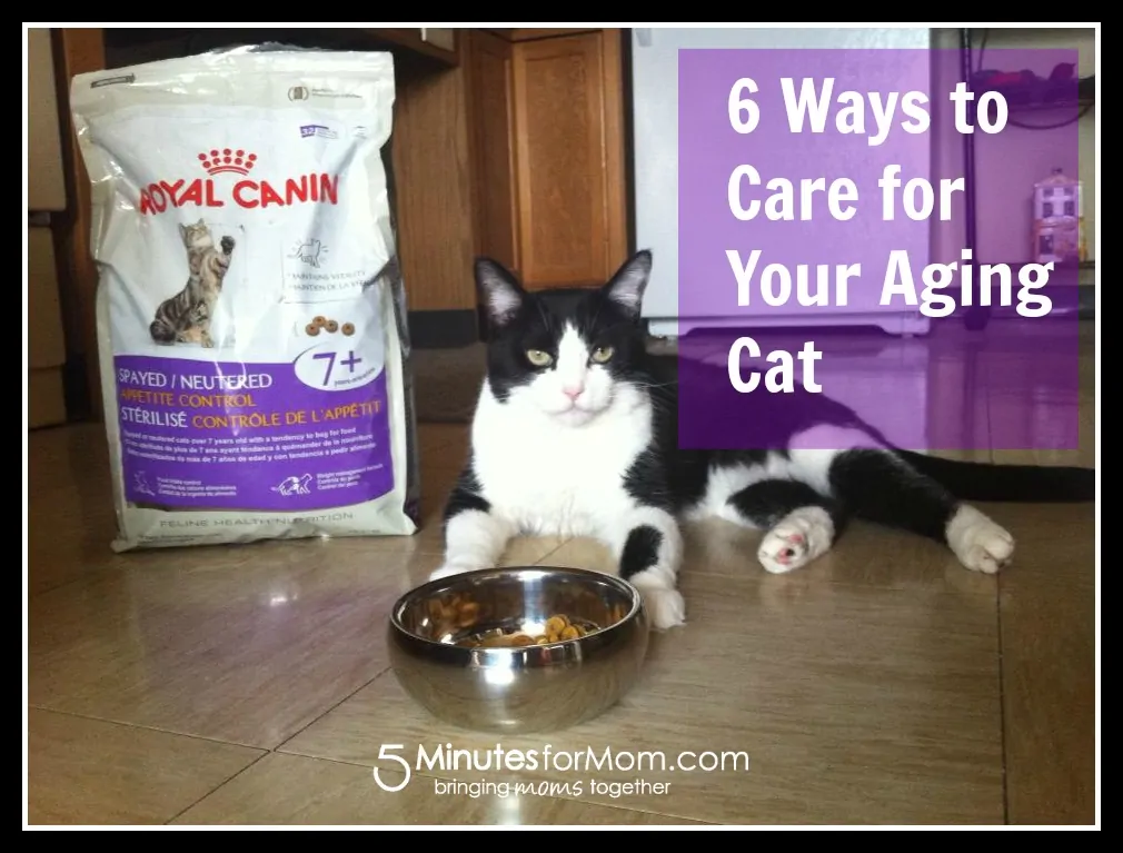 6 ways to care for your aging cat