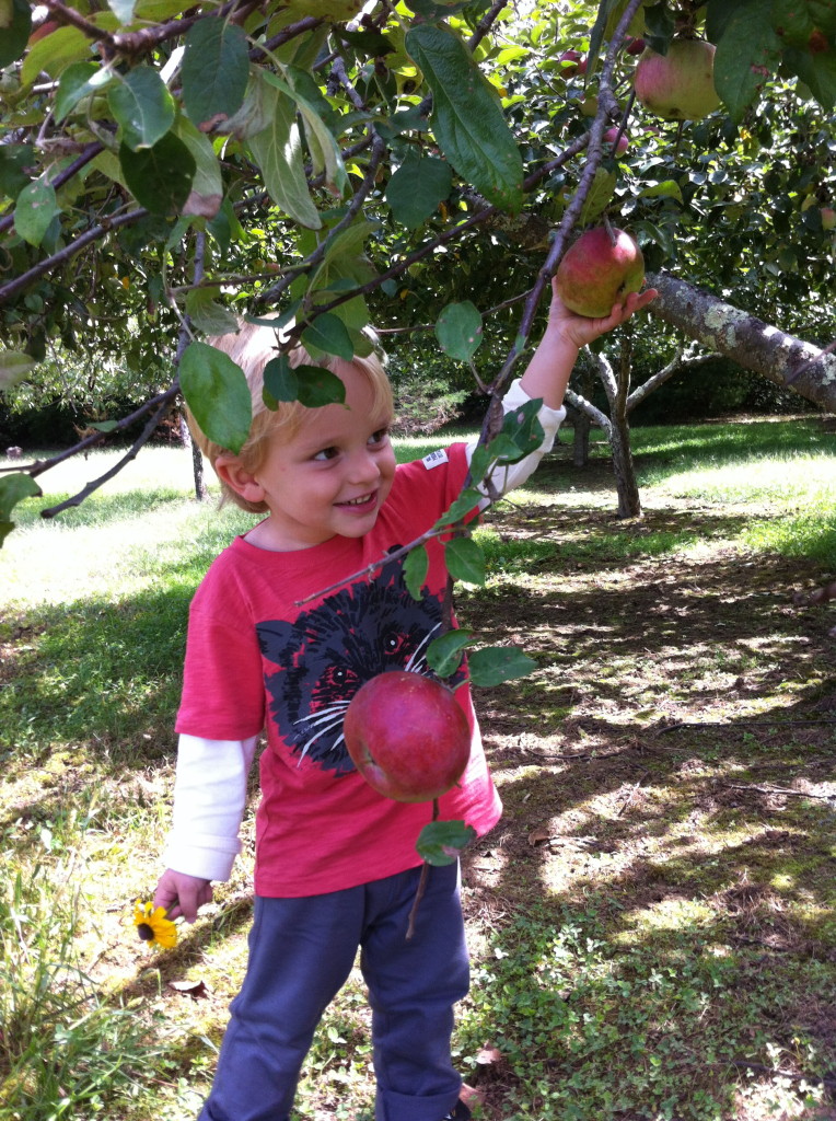 Fall for Apples - 5 Activities to Help Your Child Learn and Grow - 5 ...