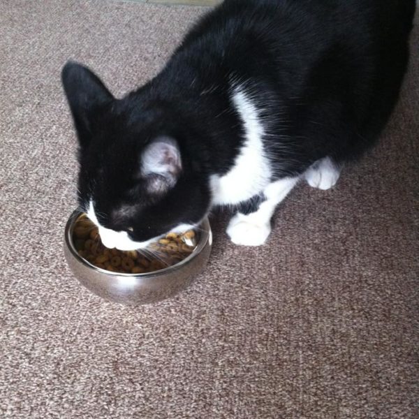 How to Change Your Cat’s Diet Without Upsetting His Stomach #catsaginggracefully #ad #cats