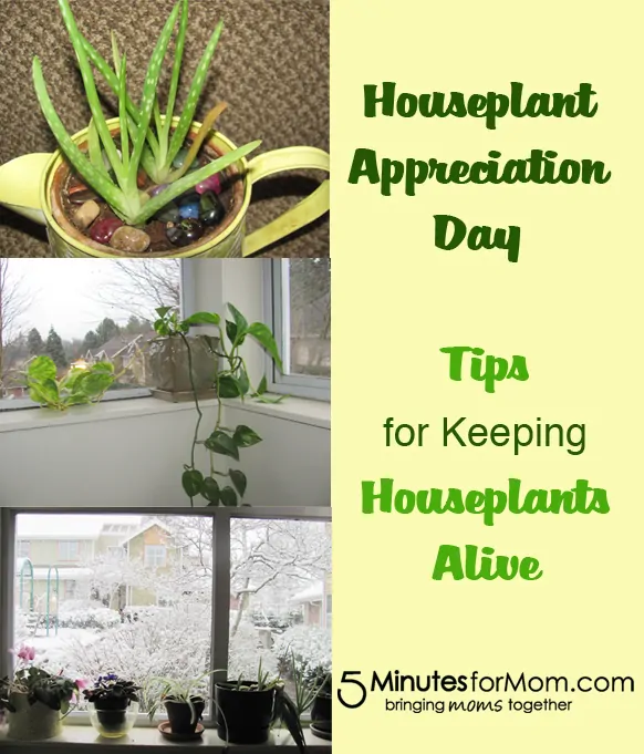 Tips to Keep Houseplants Alive