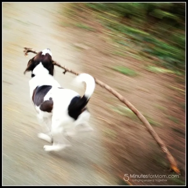 Wordless Wednesday — Have Stick, Will Run