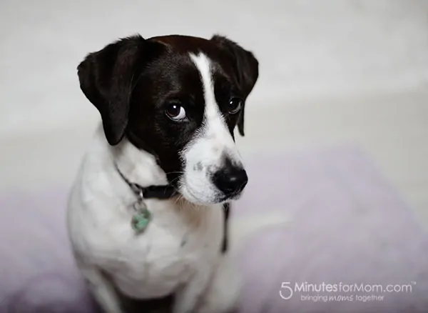 dog on white blanket