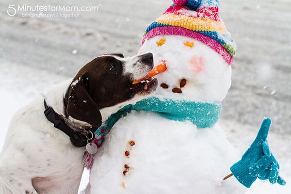 wordless-wednesday-dog-eating-snowman-carrot