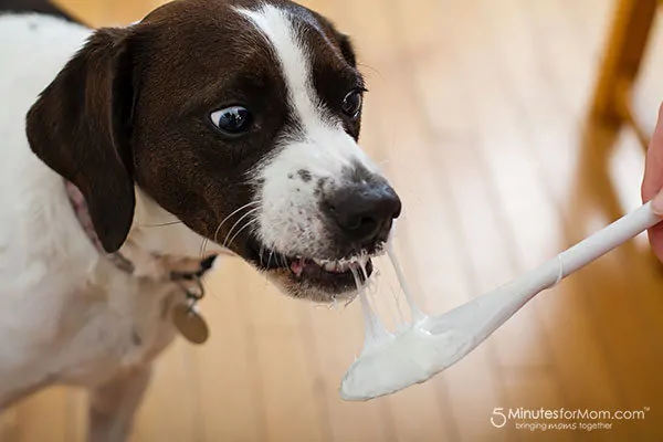 Wordless Wednesday — Dog Discovers Melted Marshmallows