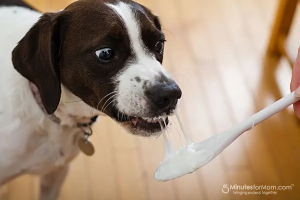 dog-eating-marshmallow