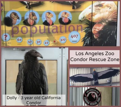 Condor Rescue Collage