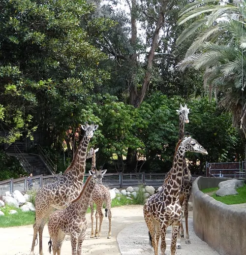 Giraffes