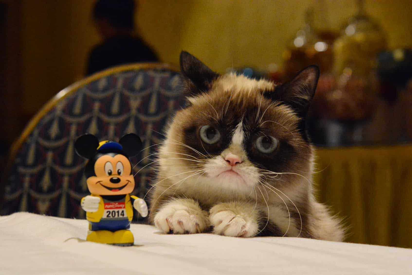 Grumpy Cat - by ESPN Game Day Photos