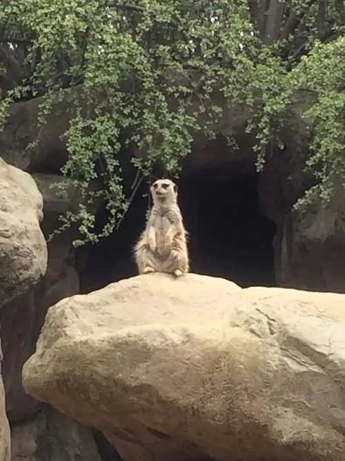 Meercat