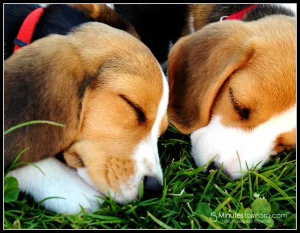 puppies-beagle-king-charles-mix