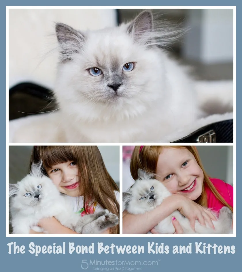 kids and kittens