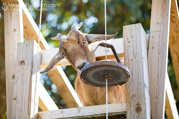 apple-barn-mountain-goat