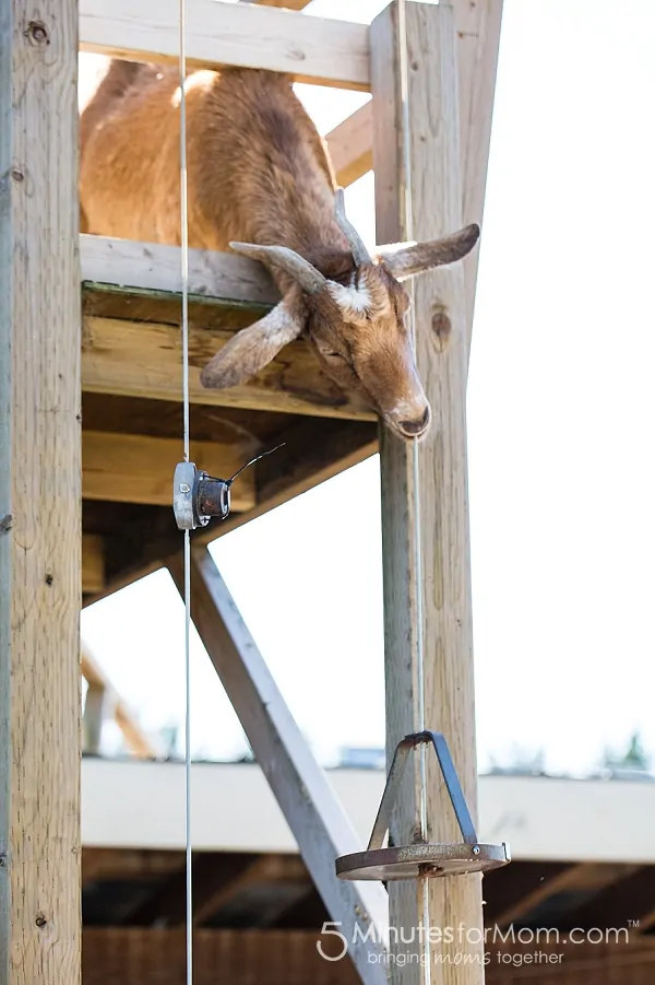 apple-barn-mountain-goat