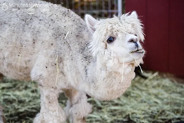 apple-barn-petting-zoo