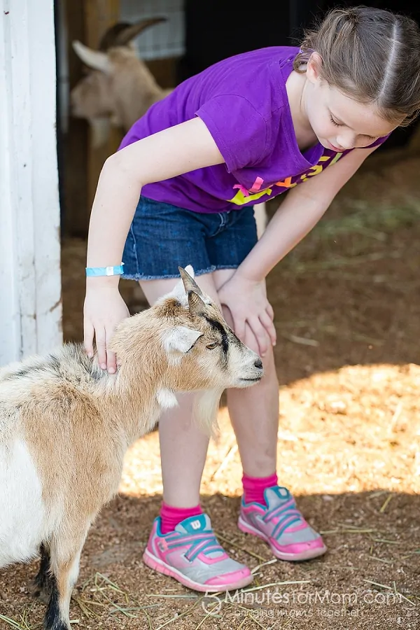 apple-barn-mountain-goat