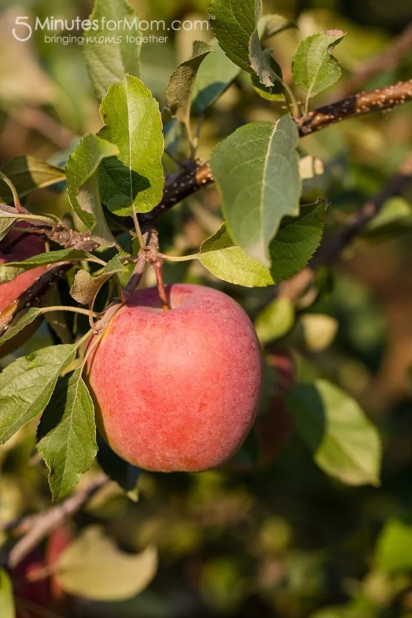 apple-barn-orchard