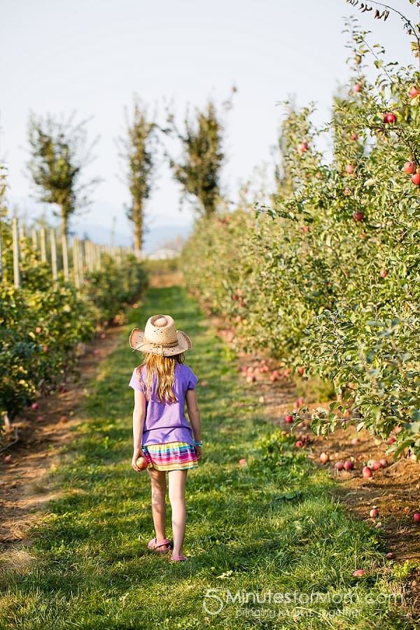 apple-barn-orchard