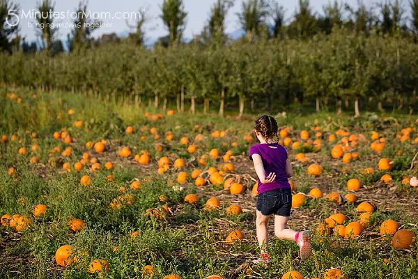 apple-barn-pumpkin-patch