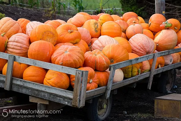 apple-barn-pumpkin-patch