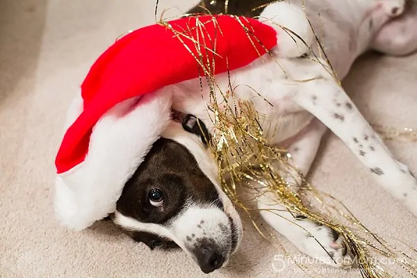 decorating Christmas tree with tinsel